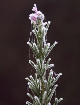 iced Rosemary branch over black