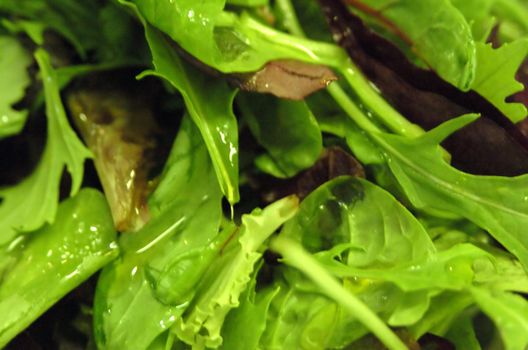 close up of salad leaves with olive oil