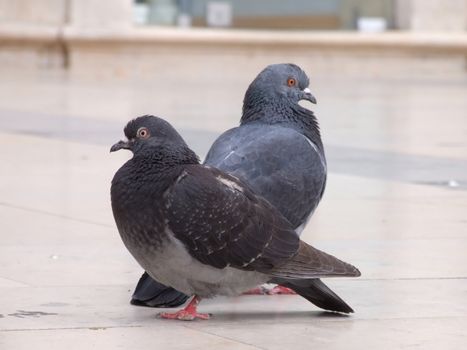 Detail from a city pigeon