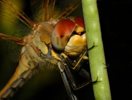 Close up on dragonfly in the field