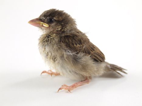 sparrow on white background