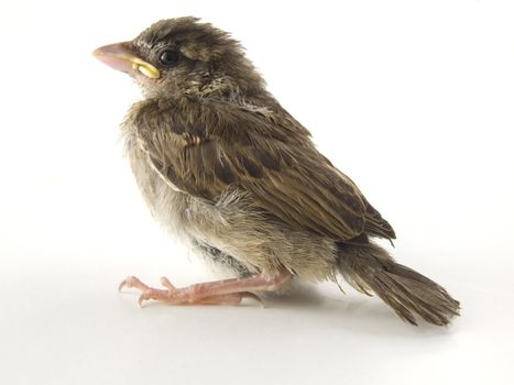 sparrow on white background