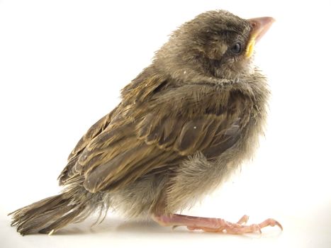 sparrow on white background