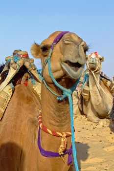 Group of camels on the sahara desert in Tunisia