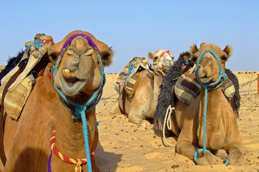 Group of camels on the sahara desert in Tunisia