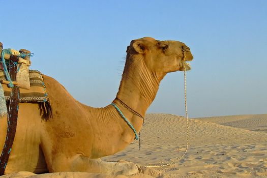 Camel on the sahara desert in Tunisia