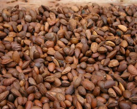 almonds, freshly harvested and drying, being prepared for further procession, photo taken in Spain