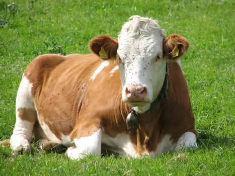 Brown and white cow lying in the grass