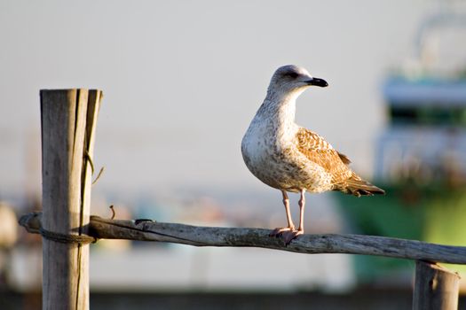 Seagull in pillar 