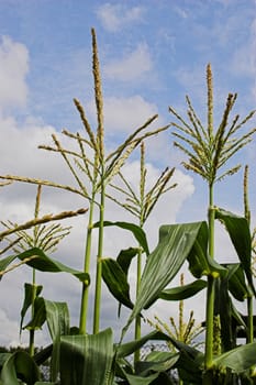 Corn growing in the field