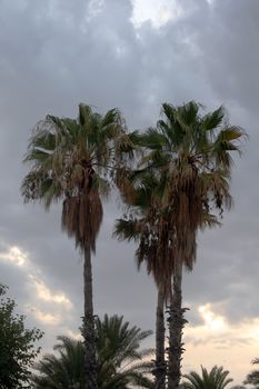 Group of palms and cloudy sky