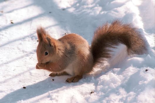 Squirrell with seed in its small paws