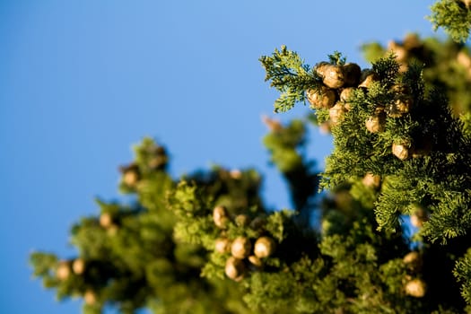 close up of a cypress branch against blue sky