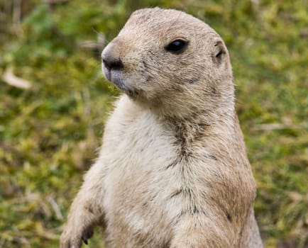 Portrait of a prairie dog