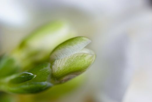 small macro flower