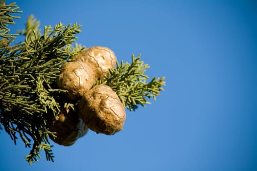 close of a cypress branch with cones against blue sky