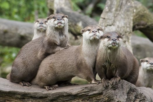 A group of otters standing on a log