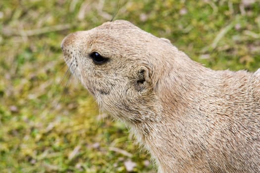 Portrait of a prairie dog