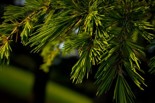 close up of pine tree branches bathed in early morning sunshine