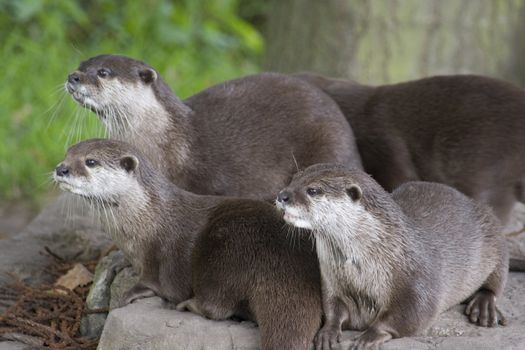 A group of otters standing on a rock