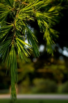 close up pine tree branches bathed in early morning sunshine