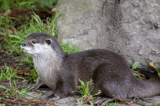 An otter standing by a rock
