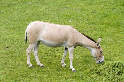 A donkey (onanger) eating grass