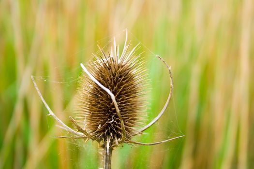 close up of a thistle with grass in background