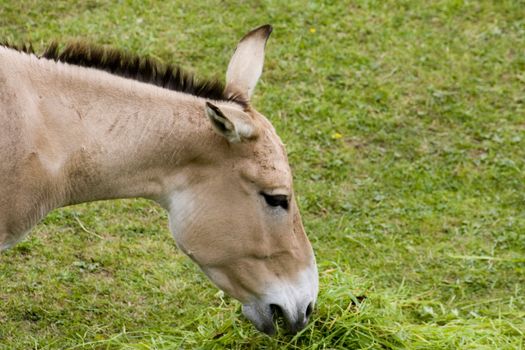 A donkey (onanger) eating grass