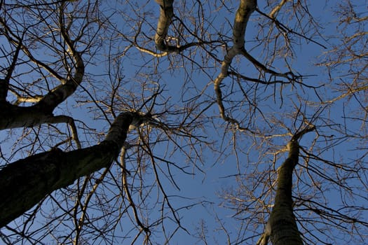 Tree branches against a blue sky