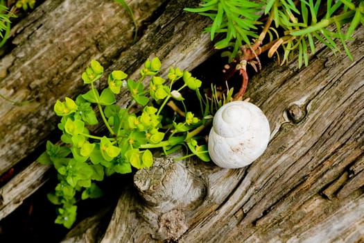 summer flowers and an empty snail shell on wooden background