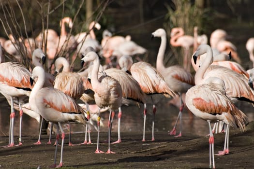 Flamingoes standing around