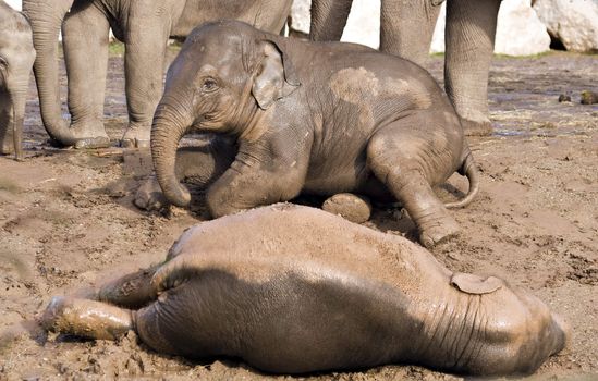 Baby elephants playing in the mud