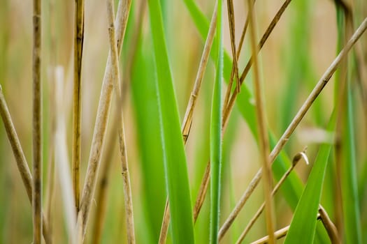 close up of green grass stalks