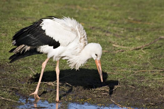 A white stork searching in water