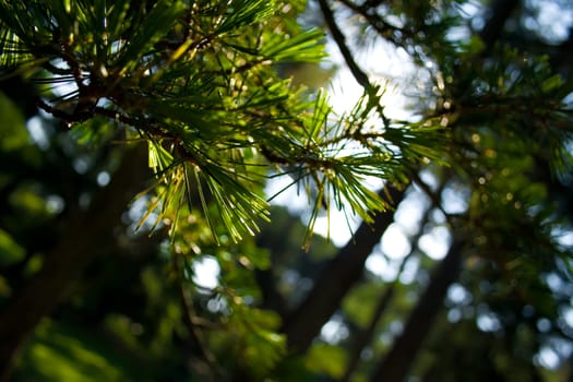 close up of pine tree branches bathed in early morning sunshine