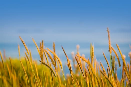 golden grass stalks against blue sky