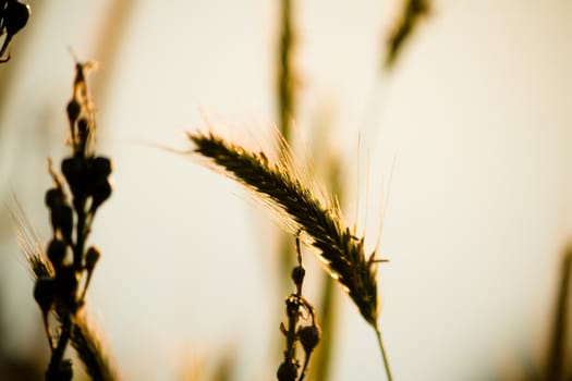 summer flowers and grass stalks in early morning sunshine