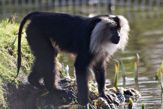 A lion taile macaque (wanderoo Macaca silenus) standing by water