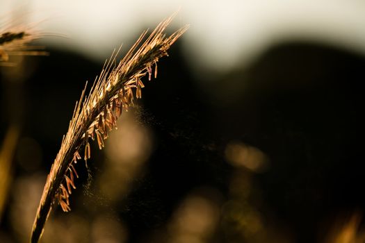 grass stalk bathed in early morning sunshine