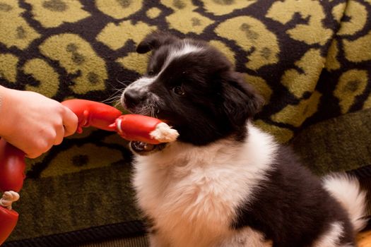 samoed puppy play with toy
