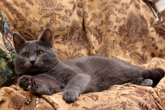 grey cat lying on gobelin
