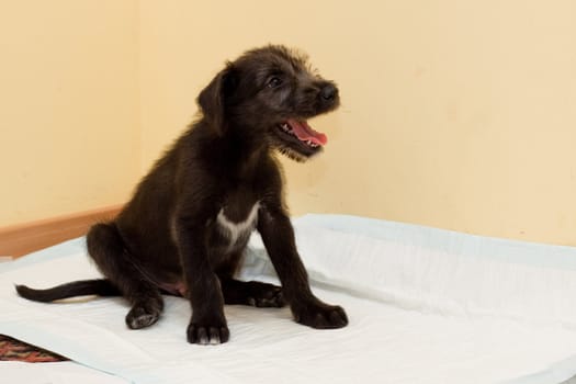 black puppy sitting  on paper  
