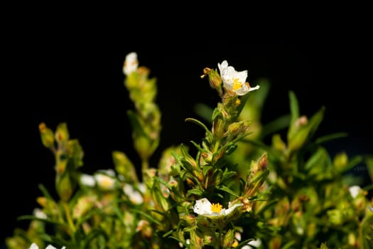 summer flowers in early morning sunshine