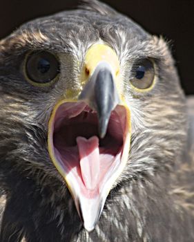 A portrait of an eagle