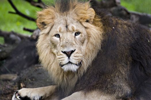 A big male Asiatic lion staring at the camera