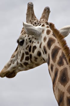 A giraffes head seen from the back