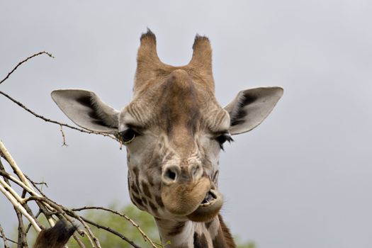 A close up of a giraffe