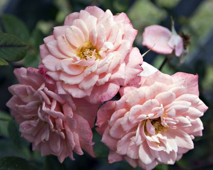 Roses growing naturally on a rose bush