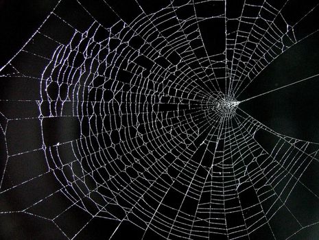 A glistening cobweb
